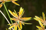 Sharpscale flatsedge